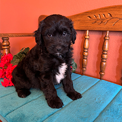 Tripp-male