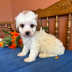 Oakly-female