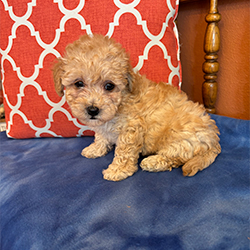 Darcie-female
