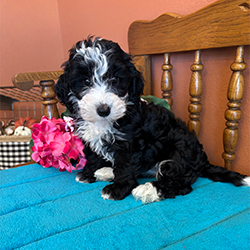 Mollie-female