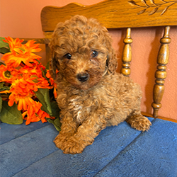 Bennie-male
