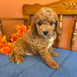 Riggins-male