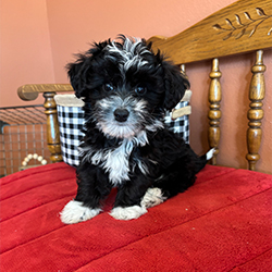Ollie-male
