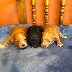 Female Aussiedoodles