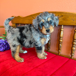 Dollie - female