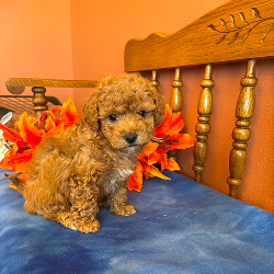 Roxie - female