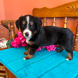 Sophie - female