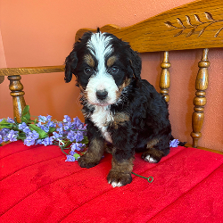 Bennie - male