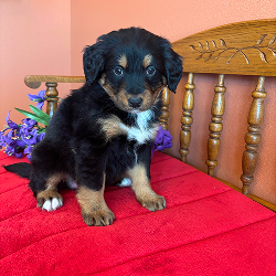 Benji - male