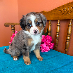 Bella - female