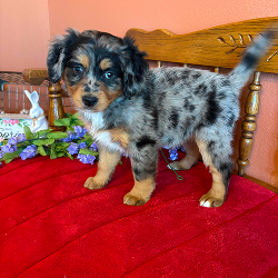 Luna - female