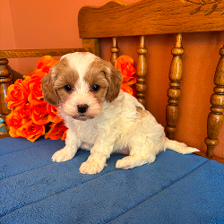 Sasha - female