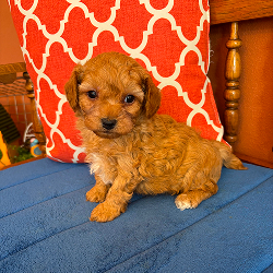 Max - male
