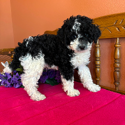 Bronx - male