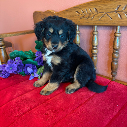 Baxter - male