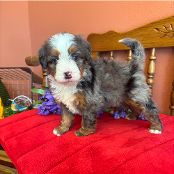 Dakota - male