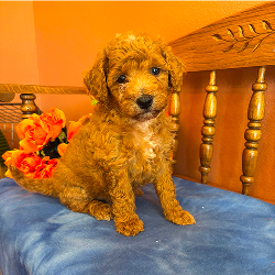 Piper - female