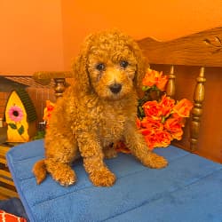 Trudy - female