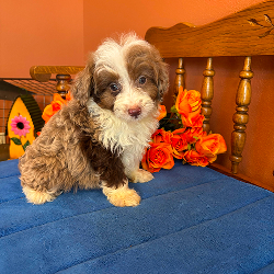 Simba - male