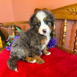 Winston - male
