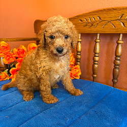 Charlie - male