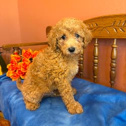 Riggins - male