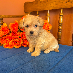 Bella - female