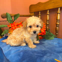 Rosie - female