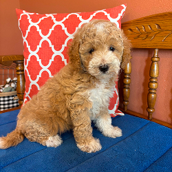 Lucy - female